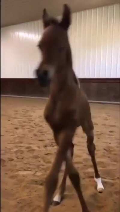 Little Gallops