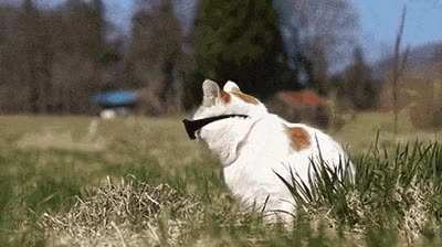 MEOW_IRL