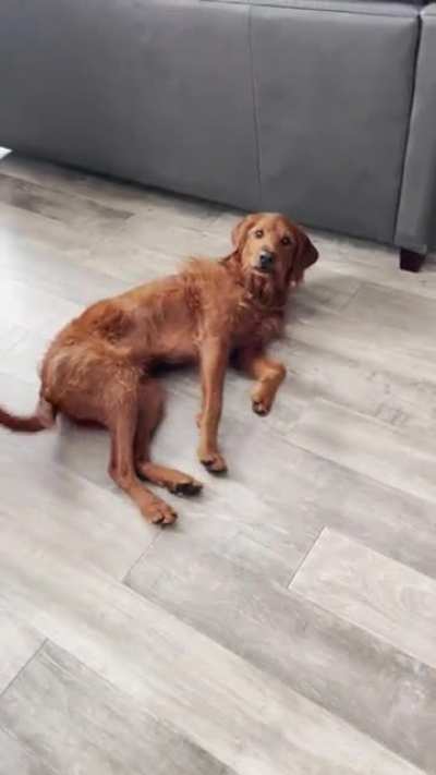 My dog has forgotten how to roll over