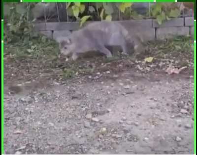 Кот ловит мышку... или нет?