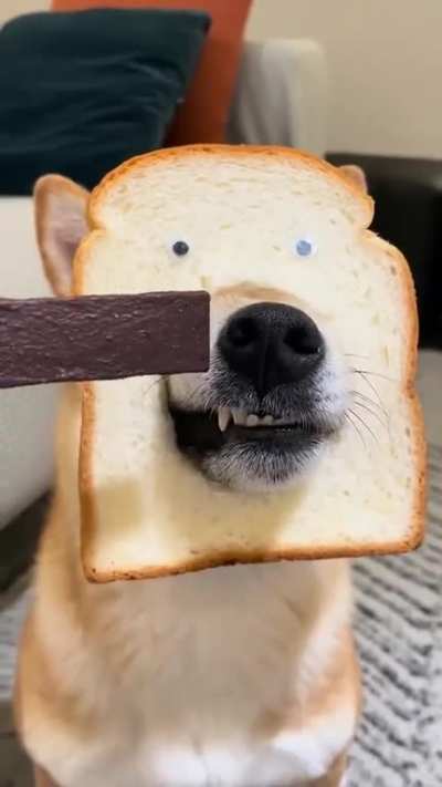 Who&rsquo;s a good booo..read?