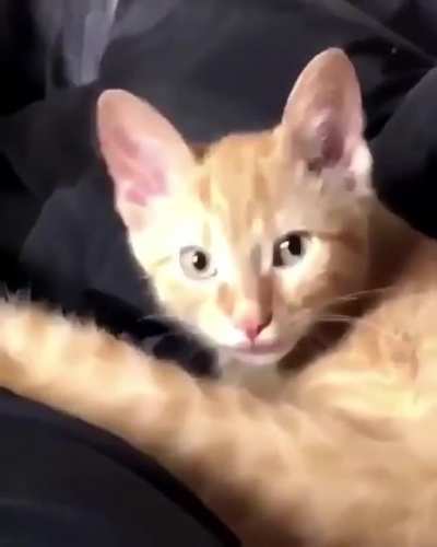 Airplane blep