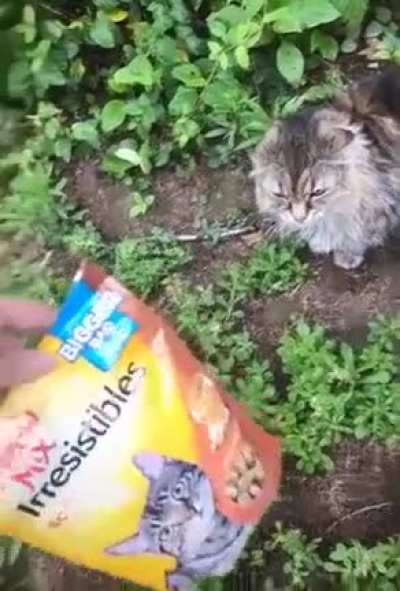 Meow MIX