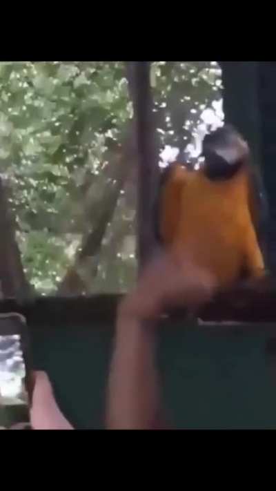 Bird audio visualizer