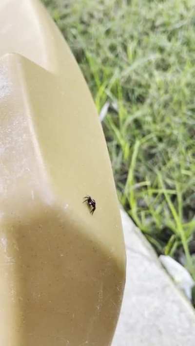 Funny dancing spider which visited me at the pool