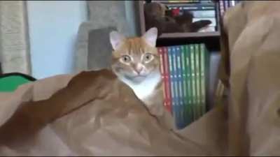 You seeing this shit?