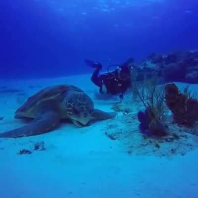 🔥 A Giant Sea Turtle 🔥