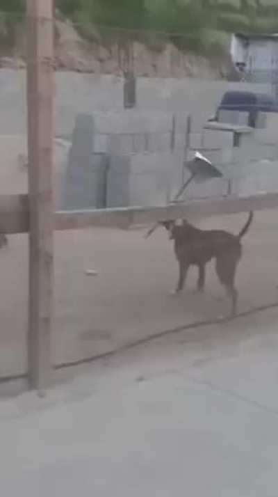 Cachorro tá ficando inteligente