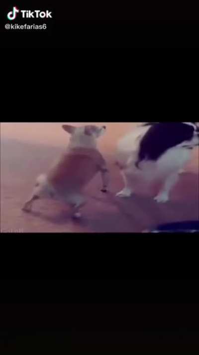 Cute doggo