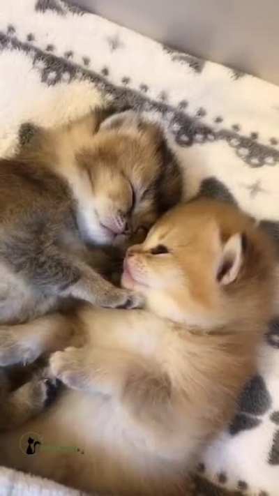 Precious Babies