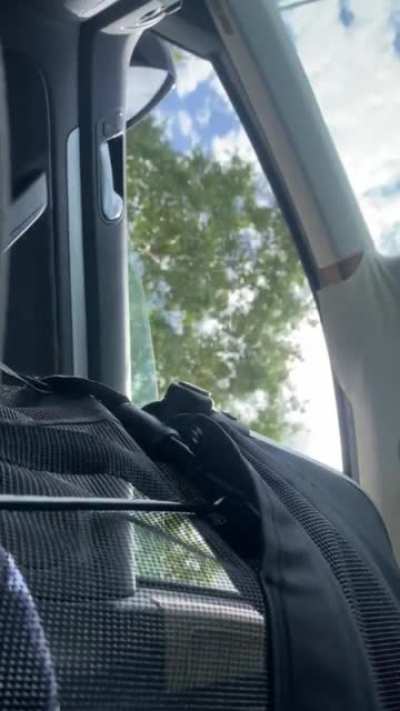 Never let your dog stick its head out of a moving vehicle...
