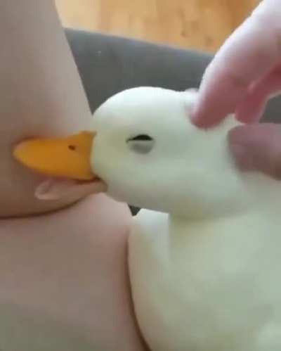 The most beautiful duck