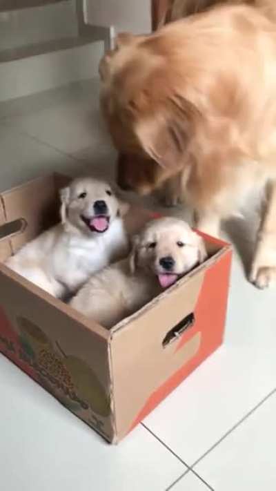 Good boy loves new puppers