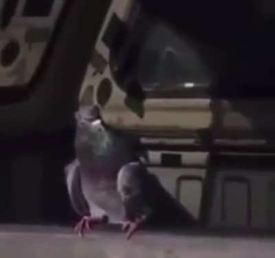 :'V