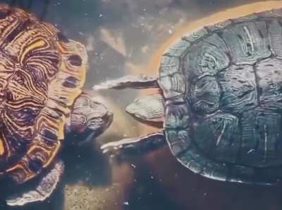 This turtle behavior, often called "claw fluttering", is a courtship ritual where a male turtle rapidly vibrates or waves his long front claws (or "jazz hands") near a female's face to attract her.