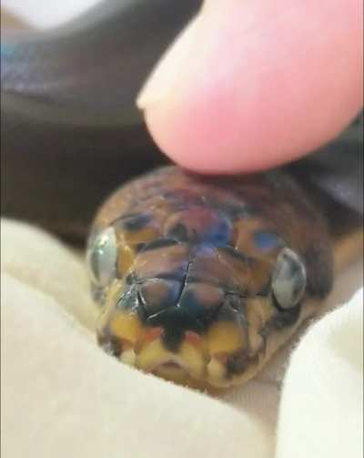 Does anyone else gently pet their retics like this?