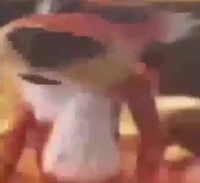 zort