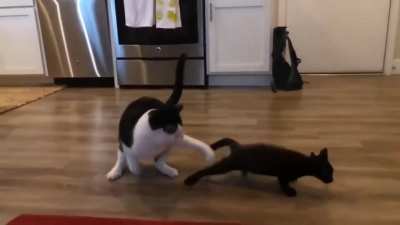 noob kitten