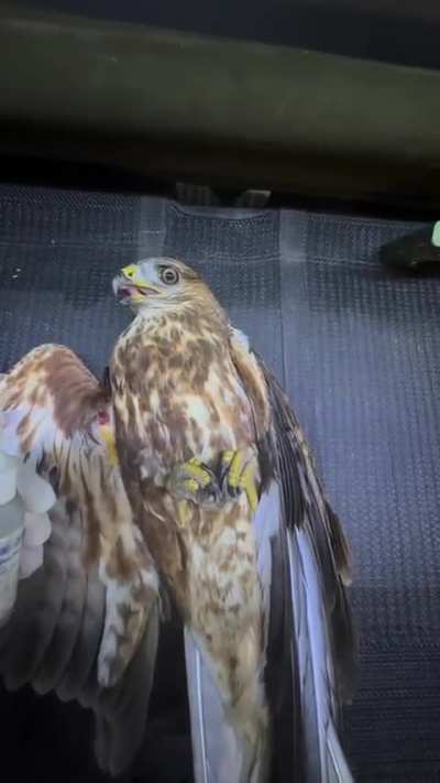 The wounded winged friend knew where to fall with his last strength. The combat medic says that the rehabilitation of the downed eagle is still ongoing, but he is already enrolled in the unit and even has his own call sign &mdash; Mavik
