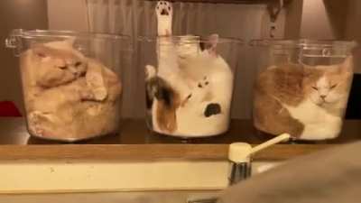 Cats Are Liquid