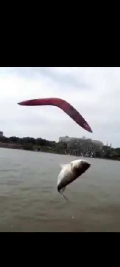 FREEEEE BIRD YEAAA
