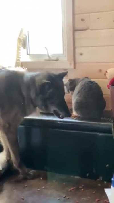 when the food is so good you forget to chew