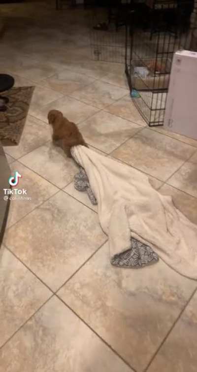 He stole that blanket!
