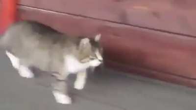At &ccedil;iftliğinde b&uuml;y&uuml;yen Romka adlı bir kedy.