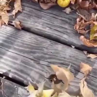 flying froggy