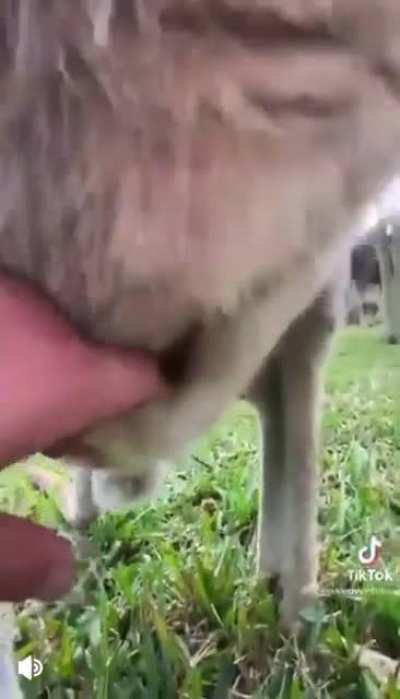 Kangaroo sack