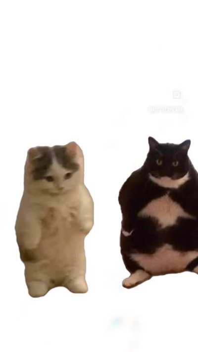 Kitty is autistic