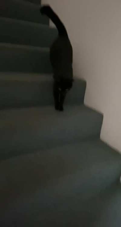 Here&rsquo;s Burger squeaking his way down the stairs again