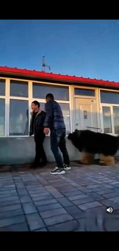 Mega Floofer