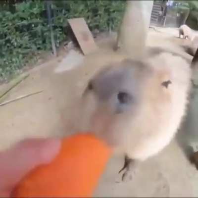 Consume