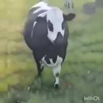 se vc chama seu amigo normalmente e ele n responder manda esse video