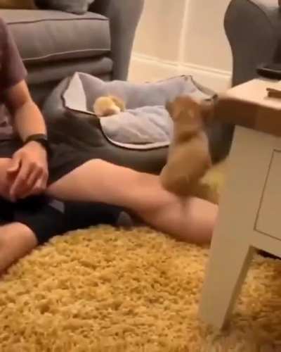 Little hopalong