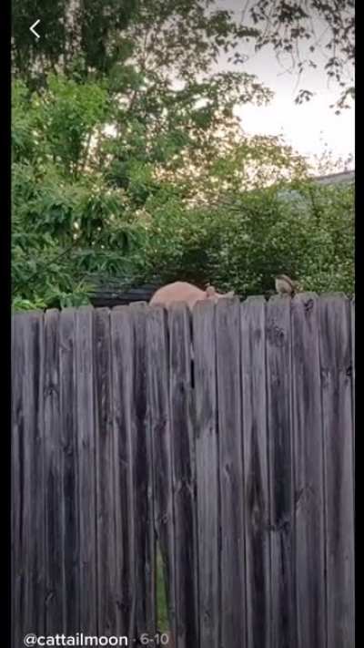 The slowest attempt to catch a bird