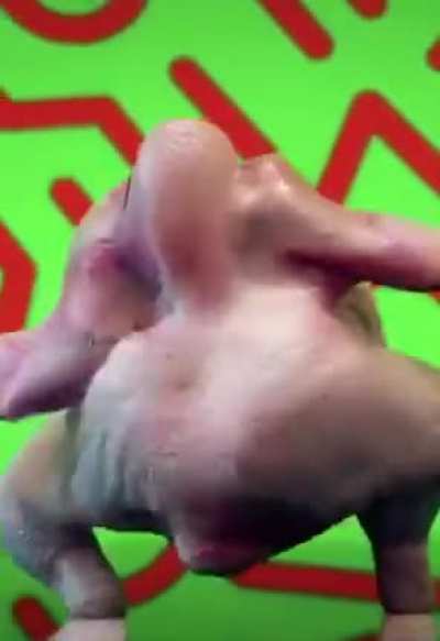 You don&rsquo;t want to get salmonella (extended)