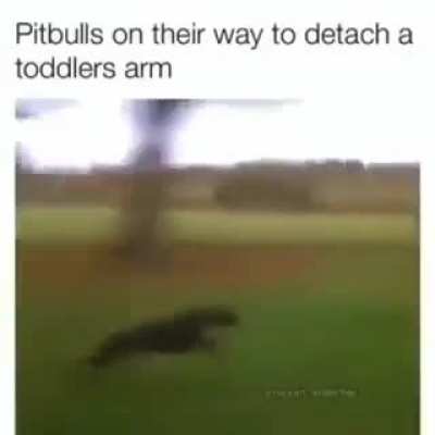 FOUR YEAR OLD SPOTTED PITBULL GO