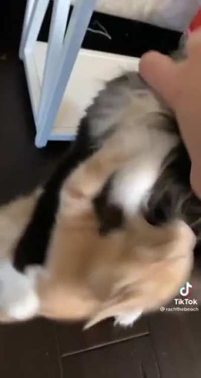 Cat Fight
