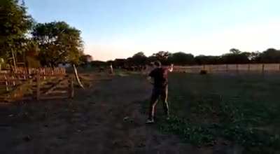 Moo away bitch!
