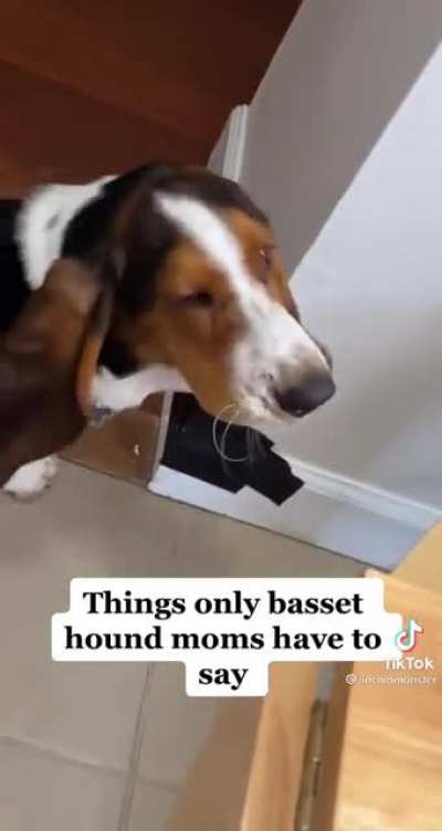 Basset Hound won&rsquo;t stop chewing on his ear