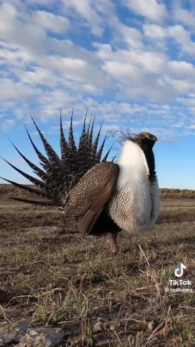 The male greater sage grouse is ready to hit the town 