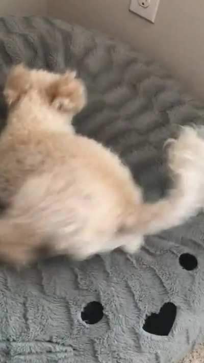 Wholesome doggo