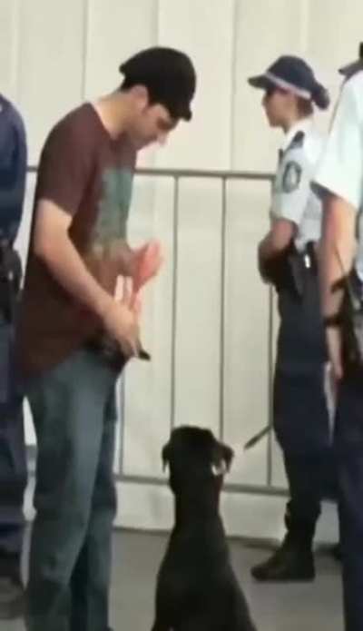 What could go wrong walking close to dogs when your carrying goods