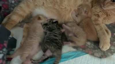 Baby cat slaps!