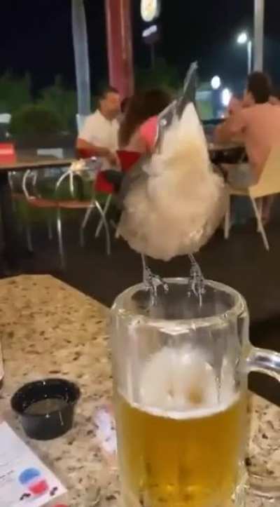 How to Catch Birb Flu