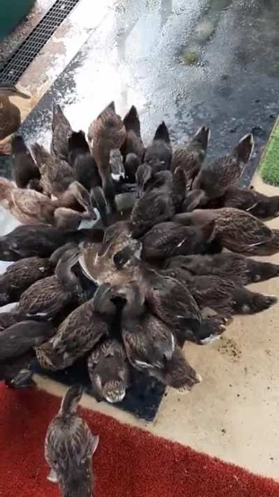 Hungry ducks.