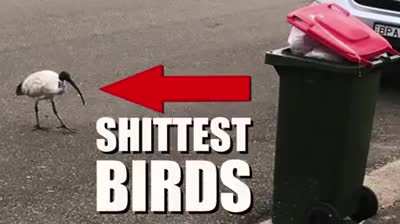 Ibis drone documentary