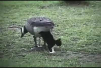 Bird giving birth while standing up